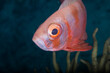 Curious red fish eye closeup view