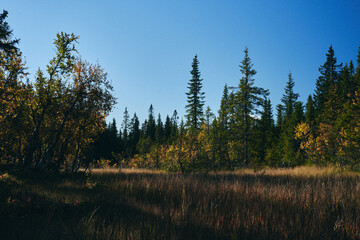 Wall Mural - Image from a trip to the Svartdalstjerne Lakes, a forest nature reserve of the Totenaasen Hills, Oppland, Norway, at autumn of the year 2022.