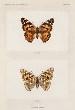 Painted Lady (Pyrameis Cardui) Moths And Butterflies Of The United States (1900) By Sherman F. Denton (1856-1937)