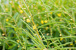 カワラケツメイ （学名：Cassia mimosoides subsp. nomame）の花　生薬名：　サンペンズ（山扁豆）　お茶の代用としても使用される