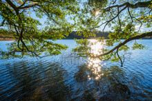 Tree Branches Over The Water Surface With Sun Reflections
