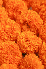 Wall Mural - Marigold Flower for dasara Festival, Indian Festival flower decoration.