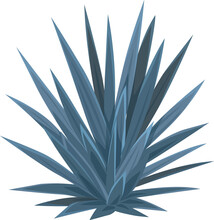 Agave Americana Sentry Plant, Mexican Decoration