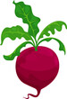 Whole beetroot isolated flat cartoon red beet-root