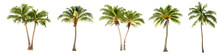 Coconut Trees, Cocos Palm Isolated On White Background