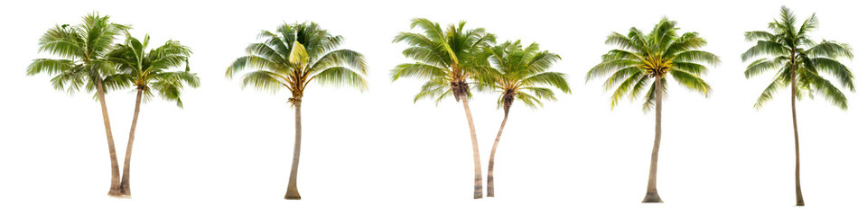 coconut trees, cocos palm isolated on white background