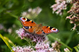 Fototapeta Londyn - Peacock butterfly on flower