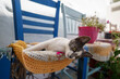 Kociak leżący na krześle w Grecji