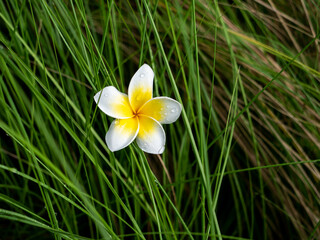 Wall Mural - Single Plumeria Flower on The Grass