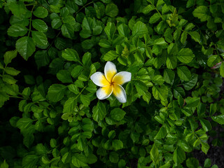 Wall Mural - Single Plumeria Flower on The Leaves Field