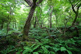 Fototapeta Krajobraz - old trees and vines in wild summer forest