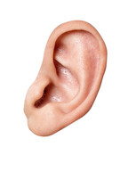 Close Up Of A Human  Ear