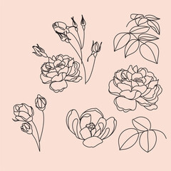 Canvas Print - Flowers rose line art drawing. Floral line art