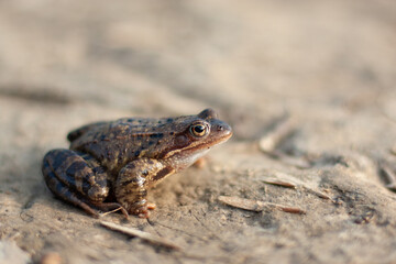close up of a frog