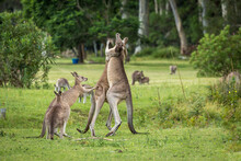Two Male Kangaroos Fighting For Dominance.  A Female Kangaroo Tries To Intervene