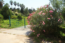 A Metal Gate In A Beautiful City Park Near Which A Large Shrub With Pink Flowers Grows