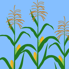 Poster - Corn stalks, illustration, vector, cartoon