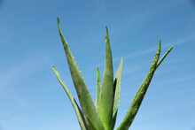 Green Aloe Vera Leaves Against Blue Sky, Closeup