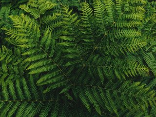 Wall Mural - Western brackenfern, common bracken fern plant as abstract nature background