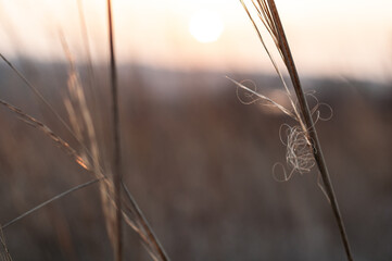 Stems of dry tall vegetation against the background of the sky and the setting sun, yellowed meadow grass