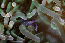 Closeup View Of A Blue Shrimp (prawn) In The Green Anemone