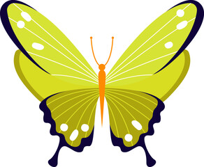 Sticker - Colorful butterfly insect. Vector illustration