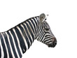 Kopf eines Zebra, freigestellt, transparenter Hintergrund