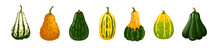 Spotted Decorative Gourds And Squashes Collection. Autumn Colorful Vegetable Set. Hand Drawn Vector Illustration.