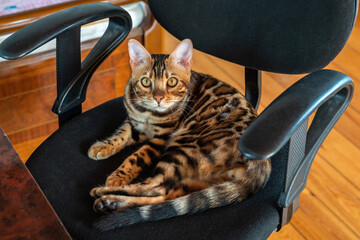 Wall Mural - Young purebred bengal cat resting on a chair