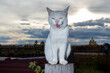 Screaming street cat against gloomy sky. White cat with your mouth open on fence.