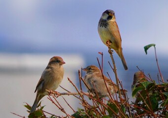 Sticker - red backed shrike