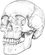 Ręcznie rysowana kropkami anatomiczna czaszka.