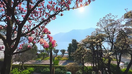 Canvas Print - Blooming magnolia liliiflora in park, Lugano, Switzerland