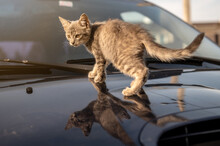 Kitten On The Hood Of A Car. Street Cat Warms On The Hood Of The Car.