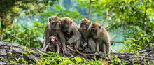 A Family Of Long-tailed Macaque Monkey Playing In The Wild.