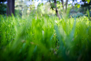 Wall Mural - Fresh green grass as background. Selective focus with shallow depth of field.