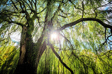 Sunlight Through Beautiful Willow Tree