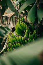 Green Bananas Growing On Palm