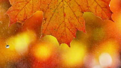 Super slow motion of falling water drops from autumn maple leaves, macro. Filmed on high speed cinema camera, 1000 fps.