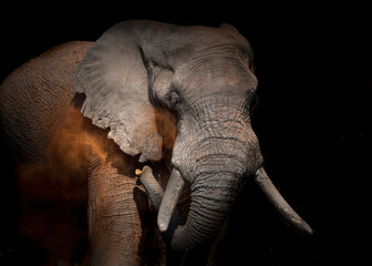 close up of african elephant, blowing red dust with his trunk, big tusks, isolated. good for print. 