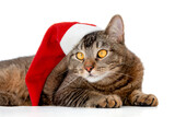 Fototapeta Koty - Isolated tricolor yellow eyed striped midsection of lying cat with santa hat on head on white background looking aside