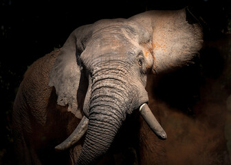 african elephant bull, shaking his massive head, dust bathing
