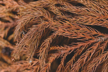 Wall Mural - Dry brown branch of Christmas tree. Autumn background of dry fir branches, Christmas brown spruce branches, Christmas tree fir branches 