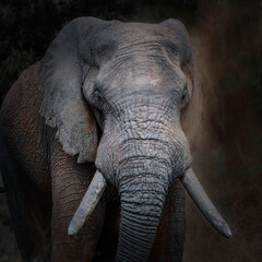 Wall Mural - closeup of African elephant bull with thick tusks in a cloud of dust
