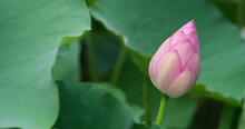 Close Up One Pink Lotus Flower Bud And Blur Green Lotus Leaf Swaying In Breeze Wind