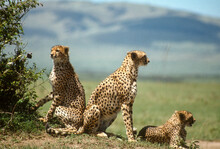 Guépard, Cheetah, Acinonyx Jubatus, Parc National De Masai Mara, Kenya