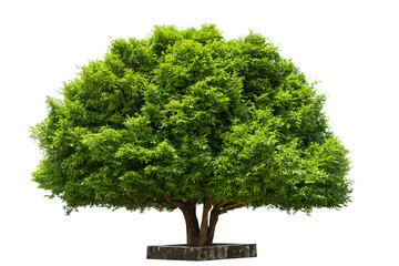 isolated green tree on white background, trees isolated on white background, tropical trees isolated