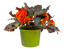 Closeup Of An Isolated Potted Begonia Flower