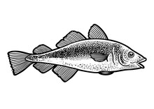 Atlantic Cod Fish Sketch PNG Illustration With Transparent Background