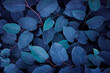 © Cavan Images - blue plant leaves in the nature in fall season, blue background